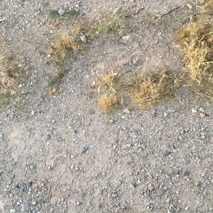 Meet your Posher, Peggy